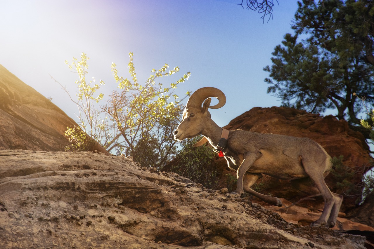 Hidden Trails in the United States’ Zion National Park